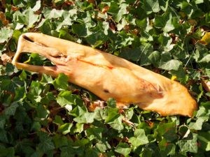 Bullenkopfhautplatte