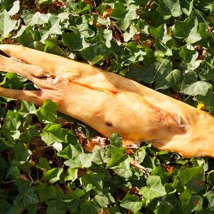 Bullenkopfhautplatte