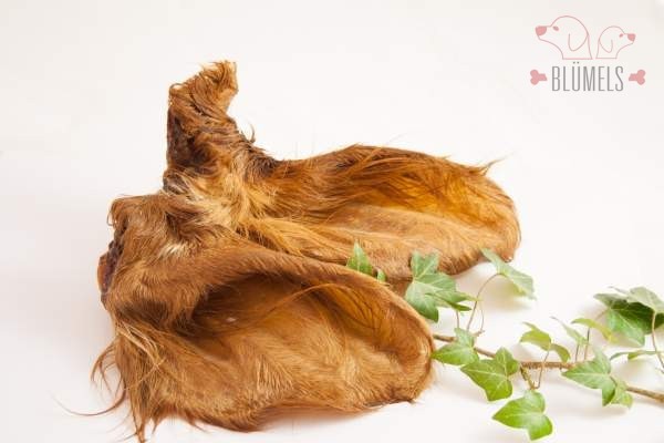 Rinderohr mit Muschel und Fell