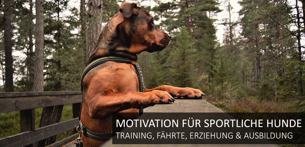 belohnungshappen hunde belohnungshappen hunde