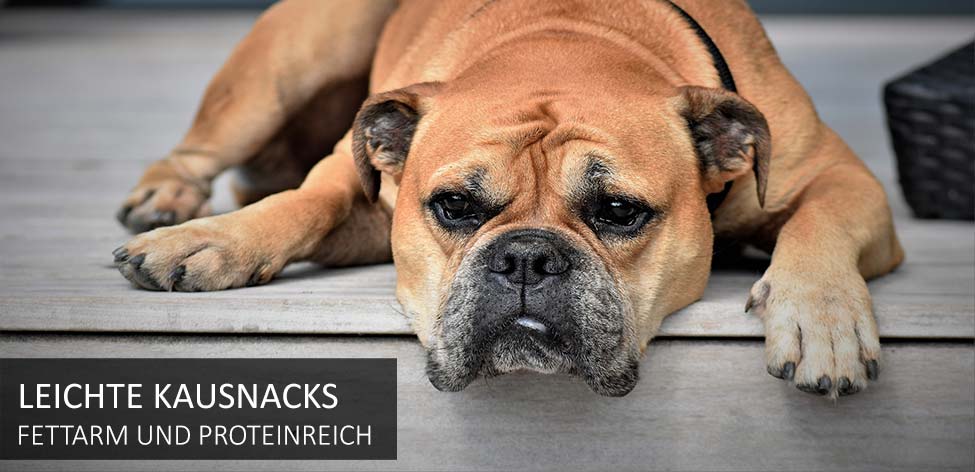 hunde kausnacks diät hunde kausnacks diät