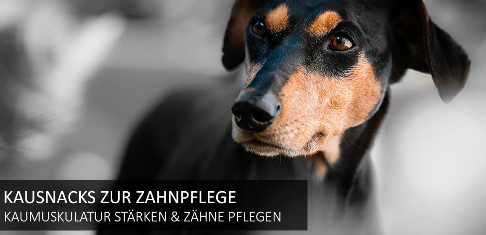 hunde kausnacks zahnpflege hunde kausnacks zahnpflege
