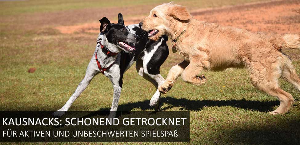 hundenahrung spielspass kauartikel hundenahrung spielspass kauartikel