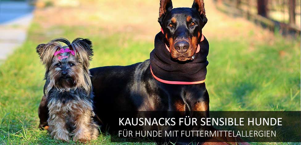 kausartikel hunde allergien kausartikel hunde allergien