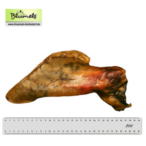 Sauohr mit Muschel XXL